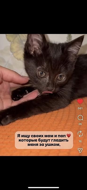Мышыктар: Отдадим котенка в добрые руки🥰 очень лосковый и игривый — 2