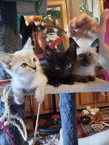 Кошки: Отдаем котят в добрые руки бесплатно — 7
