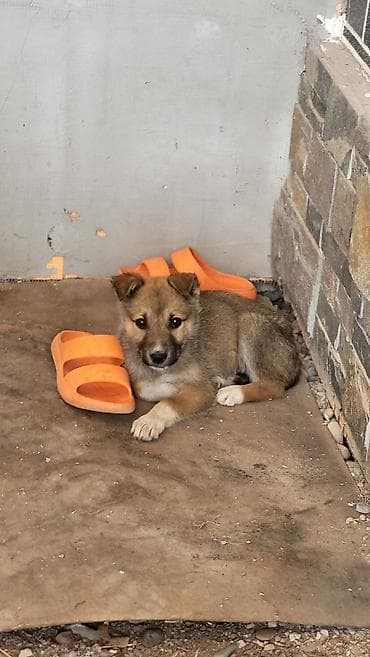 щенята хаски: Щенок метис, примерно 2–3 месяца. Компактный, с короткой густой — 2