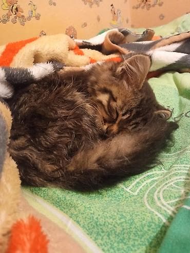 кошка: Отдам котеночка в добрые руки,девочка,3 месяца, приучена к лотку — 4