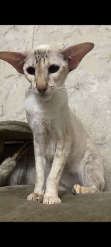 во сколько месяцев стерилизовать кошку: Ориентальная, 2 года, Девочка, Белый, Кастрирована, Приучена к лотку, Проглистована — 10