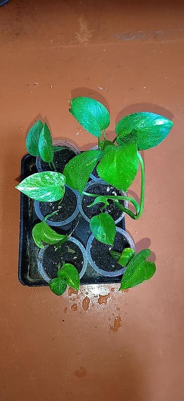 времени: Комнатные растения — саженцы и черенки. 1) Живое дерево (лечебное) — — 8