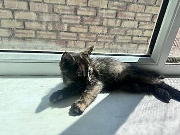 мал айдаган ит сатылат: Мышык бекер берилет: Породасыз, 2 айлык, Ургаачы, Лотокко барууга үйрөтүлгөн — 5