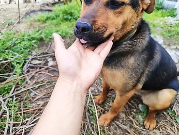 рынок собак в бишкеке: Ротвейлер, 7 месяцев, Самка — 2