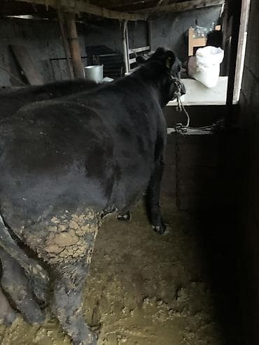 хайлайн соня: Продаю | Тёлка | Ангус | На откорм | Привязанные — 1