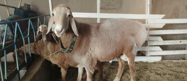 Продаю | Баран (самец) | Арашан | Для разведения | Племенные
