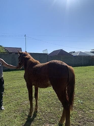 кане корсо щенок цена: Продаю | Жеребенок | Для разведения | Племенные — 2