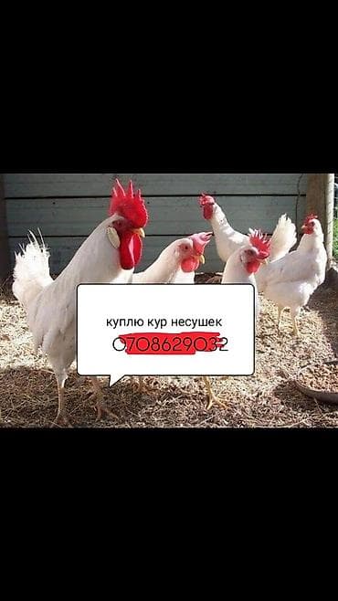 выстрел собак: Куплю кур несушек 300 штук Нам нужен 3 или 4 месяцных — 1