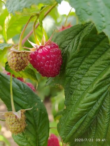 печь для отопления дома бишкек: Малинанын кочоттору сатылат!!! Сорт: Полька(ремонтантная). Кочоттор — 3