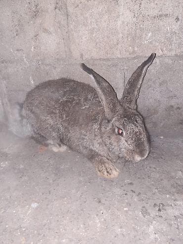 карликовые козы: Продаю | Кролик самец | Для разведения — 2