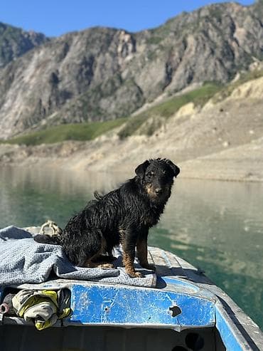 продать животных: 🐾 Щенки ягдтерьера готовы к новым хозяевам! От рабочих родителей — — 7