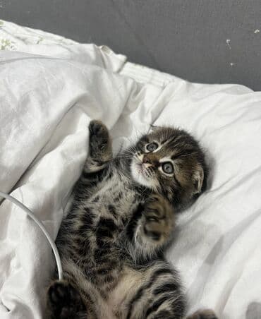 сколько стоит домик для кошки: Скотиш Фолд (Шотландская вислоухая), 1 месяц, Мальчик, Приучена к лотку — 1