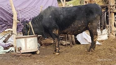 бычок 1год: Продаю | Бык (самец) | Абердин-ангус | На откорм | Племенные — 3