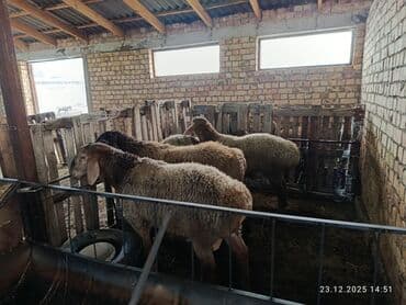 Другие животные: Продаю | Овца (самка) | На забой | Матка — 4