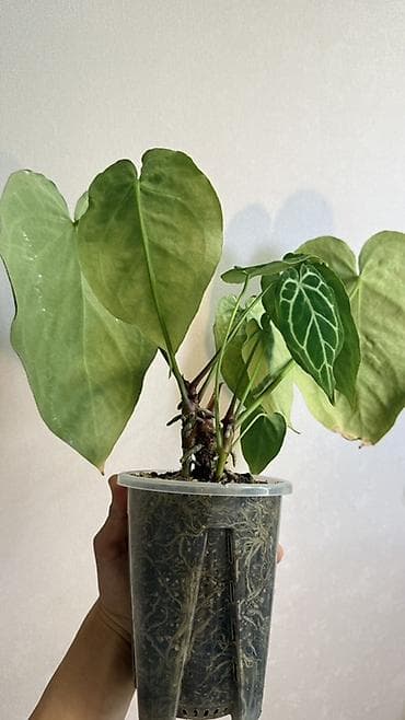 баа: Антуриум Кристаллинум (Anthurium crystallinum) На фото указаны — 2