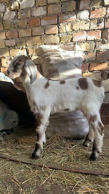 коза молочная купить: Продаю | Козлёнок | Нубийская | Для разведения | Племенные — 3