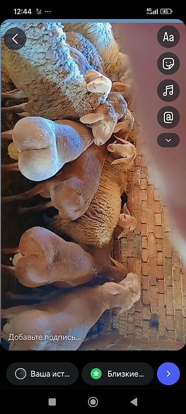 эркек ит ош: Сатам | Ургаачы кой (ургаачы) | Көбөйтүү үчүн — 9