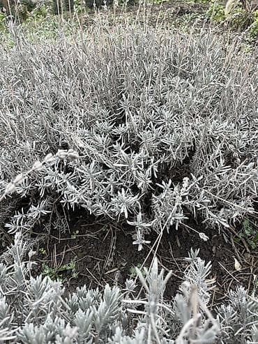 сирень купить: Лаванда узколистная (Lavandula angustifolia), взрослые кусты. - — 1