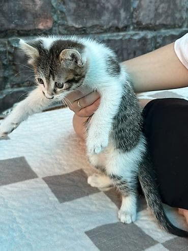 сибирская кошка: Сибирская, 2 месяца, Мальчик, Биколор, Приучена к лотку — 3