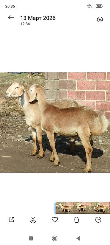 Куры, петухи: Продаю | Овца (самка) | Гиссарская | Для разведения | Матка — 3