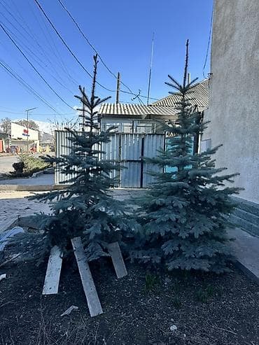 кой сойу: Ель голубая (Picea pungens glauca), декоративные саженцы для — 2