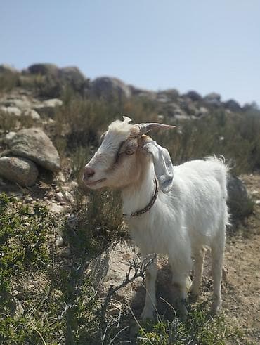 птицы бишкек: Продаю | Коза (самка) | Для молока — 4