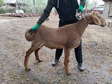 ош ат: Продаю | Баран (самец) | Арашан | Для разведения | Осеменитель — 6