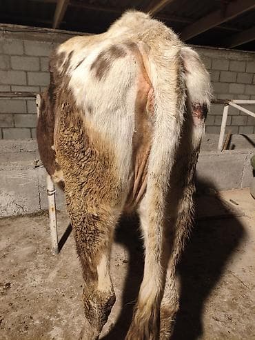 ат жаныбар: Сатам | Уй (ургаачы) | Сүт алуу үчүн | Байланган — 3