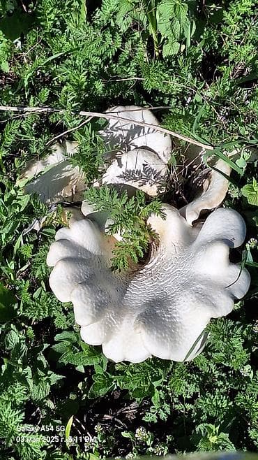 быки на мясо: Съедобные грибы – белые «лепёшки» (полевые шмпиньоны/лугова́я форма) — 9