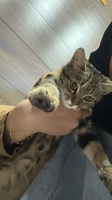 вислоухая кошка сколько стоит: 4 месяца, Мальчик — 6