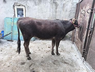 монгол ат: Продаю | Бык (самец) | Алатауская | На откорм | Привязанные — 5