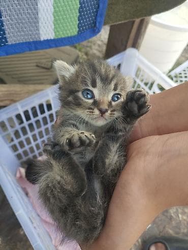 саан уй бишкек: Милые котята ищут заботливый дом! 🏡💕 Котята маленькие, спокойные и — 1