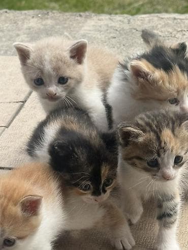 Продажа кошек: Котята, короткошёрстные, домашние. Окрас разный: кремовый с белым — 2