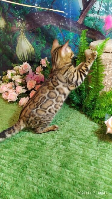 купить породистых котят: Шикарные бенгальские котята 3-4мес. Лучший подарок для любящего — 26