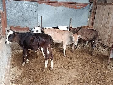 куплю корм для животных: Продаю | Бык (самец), Музоо, торпок | Герефорд, Алатауская, Швицкая | На откорм, На забой, Для разведения | Племенные, Искусственник — 4