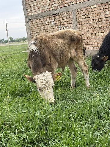 сена тук: Продаю | Музоо, торпок | Полукровка | На откорм — 10