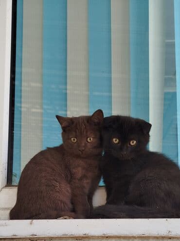 вислоухая кошка сколько стоит: Два котёнка с короткой густой шерстью и янтарными глазами. Один окраса — 1