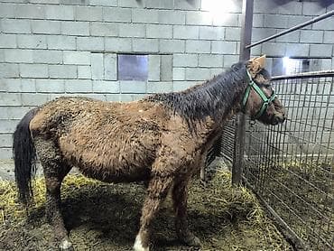 Продаю | Кобыла (самка) | Рабочий