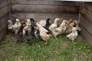 корм для курей: Продаю | Цыплята | Домашняя | Для разведения — 1