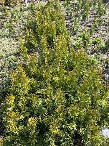 Садовая мебель: Саженцы деревьев: Туи — 3