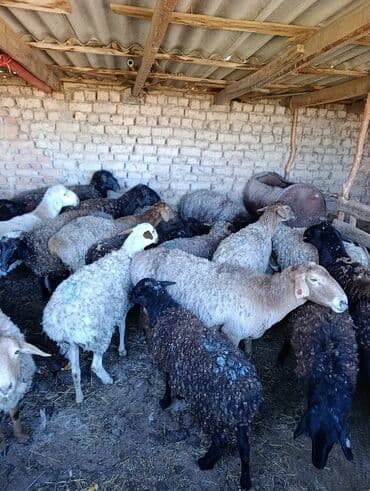 питбуль стоимость: Продаю | Овца (самка) | Полукровка | Для разведения | Племенные — 5