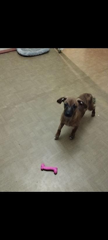 дарым: Продаю породистую собачку миниатюрная такса умная послушная к туалету — 9