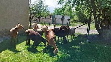 купить рыбок бишкек: Продаю | Овца (самка) | Арашан | Для разведения — 4