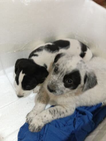 Продаю алабай