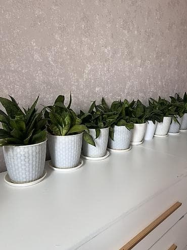 цветы гортензия: Город ОШ. Сансевиерия в декоративных горшках Высота растения около — 2