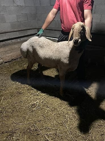 баран матка: Продаю | Овца (самка) | Для разведения | Матка — 2