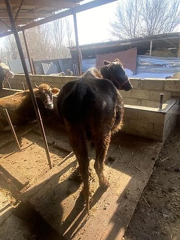 Кошки: Продаю | Корова (самка) | Полукровка | Для разведения | Привязанные — 3