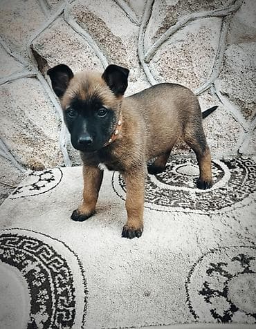 среднеазиатская овчарка купить: Бельгийская овчарка, 2 месяца, Самка, С прививкой, С родословной — 4