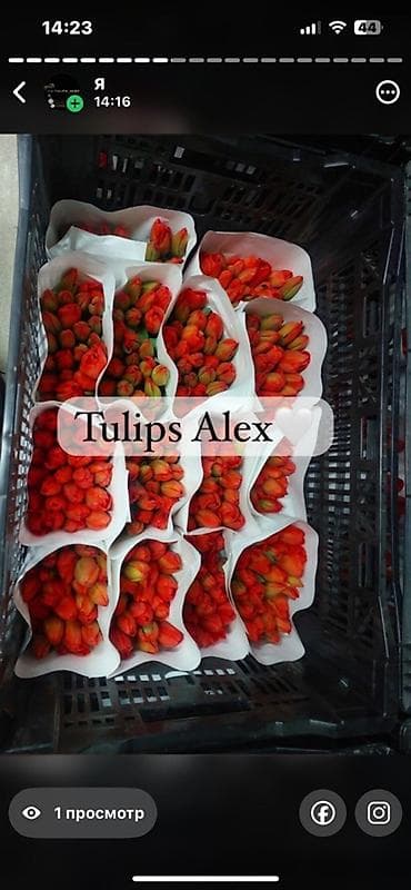 Кухонные принадлежности: Тюльпаны Tulips Alex💐🌷🌷 - Срезанные тюльпаны в упаковках по пучкам, в — 4