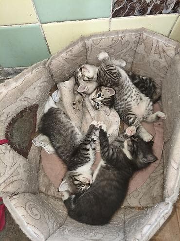 котята рыжие: Котята, помёт из 4 малышей. Родились 27 апреля - 2 девочки,и 2 — 5